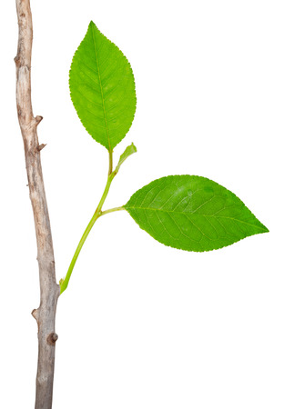 Dry branch with leaf budsの写真素材