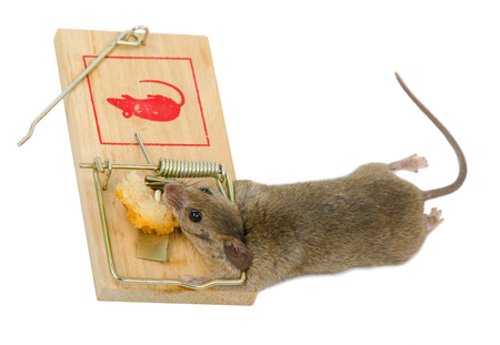 The mouse in a mousetrapの写真素材