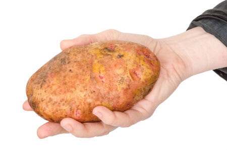 Potato tuber in handの写真素材