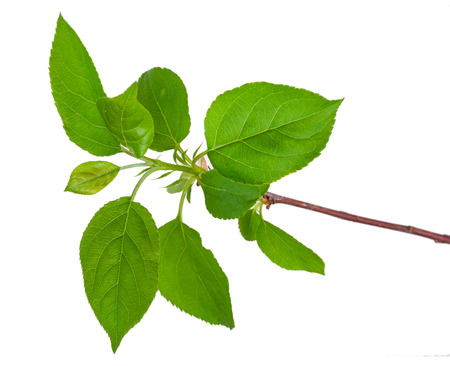  Young green sprout of apple-tree with leaf