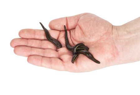 Leeches in  hand