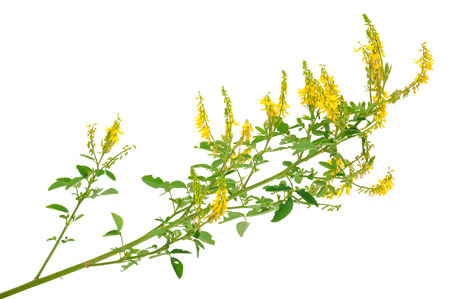 Medicinal plant: Melilotus officinalis (Yellow Sweet Clower)の写真素材