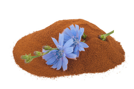 Blue chicory flower and powder of instant chicoryの写真素材