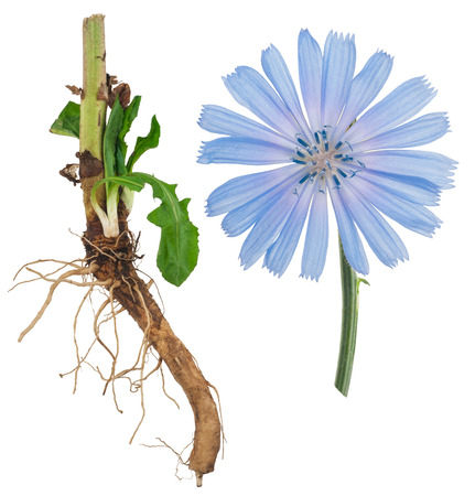 Medicinal plant: Chicoryの写真素材