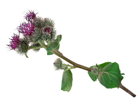 Medicinal plant: Burdock (Arctium lappa )の写真素材
