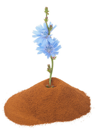 Blue chicory flower and powder of instant chicoryの写真素材