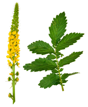 Medicinal plant:Agrimonia eupatoria. Common agrimonyの写真素材