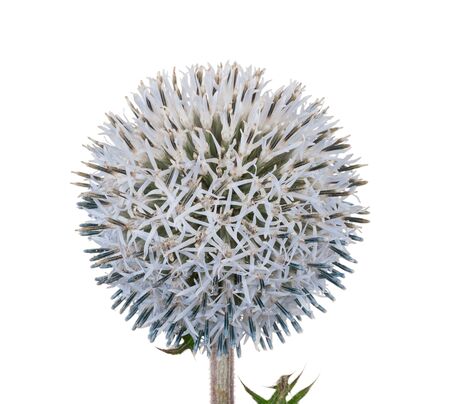 Medicinal plant: Echinopsの写真素材