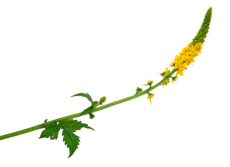 Medicinal plant:Agrimonia eupatoria. Common agrimonyの写真素材