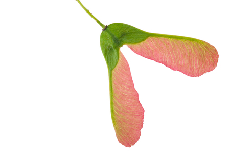 Maple seedsの写真素材