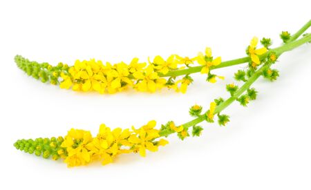 Medicinal plant: Agrimonia eupatoria. Common agrimonyの写真素材