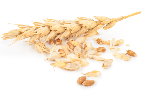 Ear of wheatの写真素材