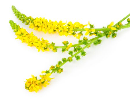 Medicinal plant: Agrimonia eupatoria. Common acrimonyの写真素材