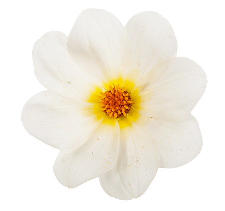 garden flower dahlia Merry guysの写真素材