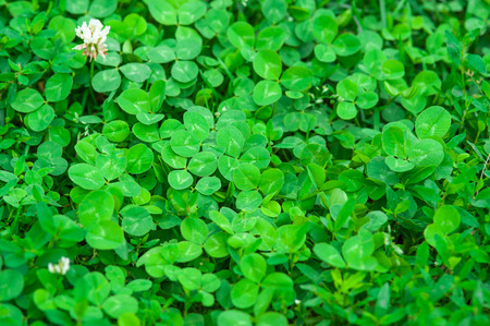 Clover backgroundの写真素材