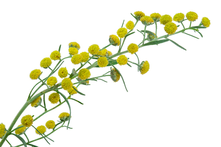 Absinthium (Artemisia absinthium)の写真素材