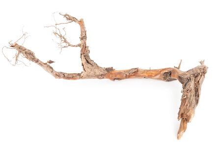 Roots tree