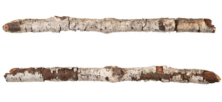 Birch tree branchesの写真素材