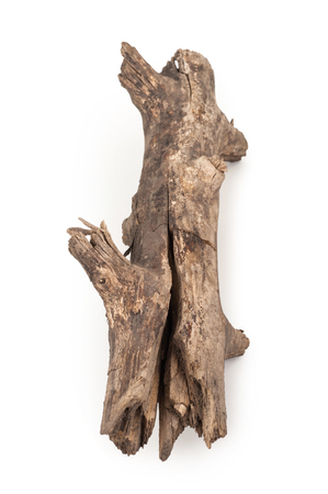 Old dry branch on a white backgroundの写真素材