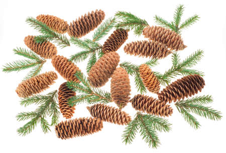 Fir cones with branchesの写真素材