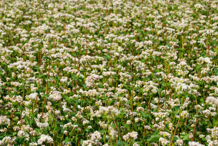 Field of blossoming buckwheatの写真素材