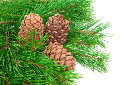Cedar cones with branch on whiteの写真素材