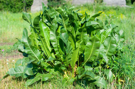 Shrubs of green horseradish leaves
