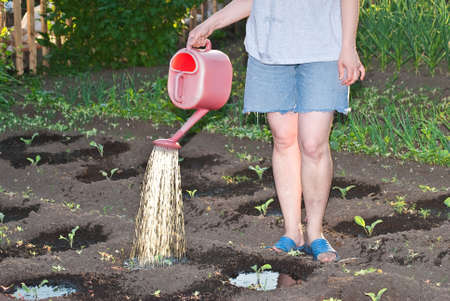 Woman watering a garden from a watering canの写真素材