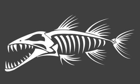 Barracuda skeleton on grey background, vectorのイラスト素材