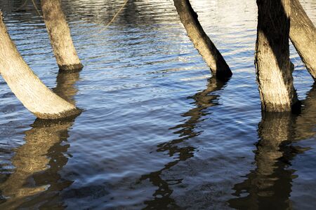 Trees growing from the swamp