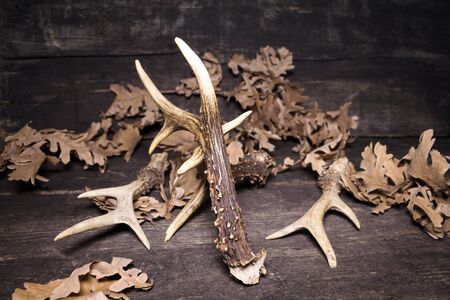 Deer Antlers Against Rustic Wooden Backgroundの写真素材