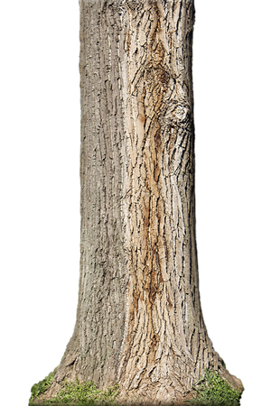 Tree Trunk Isolated On White Backgroundの写真素材