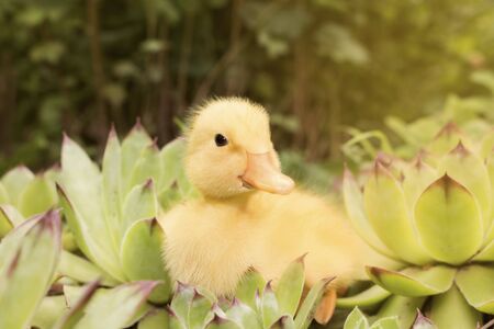 Baby Duck in The Garden Outdoorsの写真素材