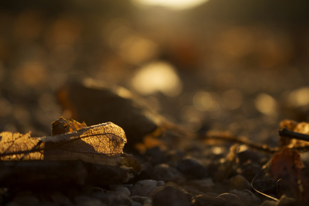 Autumn Golden Brown Leaves at Sunset Blurred Background