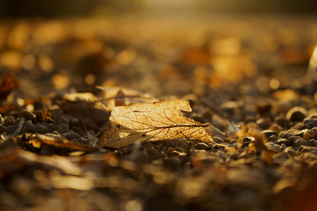 Autumn Golden Brown Leaves at Sunset Close Upの写真素材