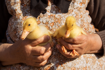 Ducklings Held In Womans Hands. Cute Baby Animalsの写真素材