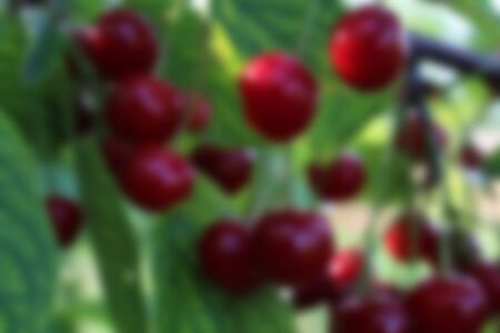Cherry Tree and Cherries In The Garden Blured Background