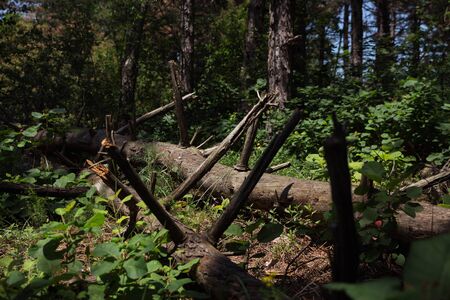 Timber On The Ground In The Wooded Area