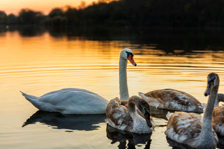 Swans on the lake in nature at beautiful sunsetの写真素材