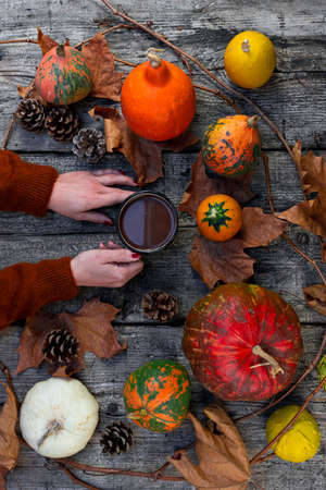 Female hands holding a mug of hot chocolate against autumn background of pumpkin, fall colorful...