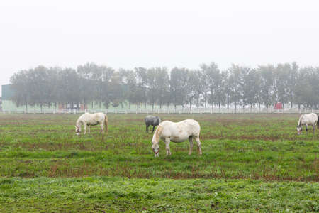 Horses at farm on the pasture grazing