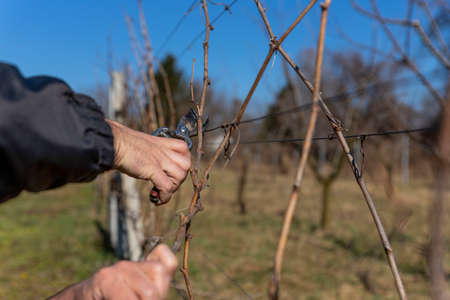 Vine grower hand. Pruning the vineyard with professional steel scissorsの写真素材