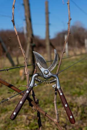 Vine scissors hanging on the wire in the vineyard. Harvesting and pruningの写真素材