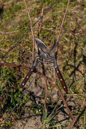 Vine scissors hanging on the wire in the vineyard. Harvesting and pruning