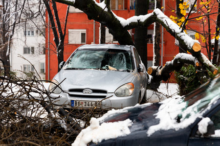 BELGRADE, Serbia - December 13, 2021 - Tree fell on the car and crushed it due to heavy snow storm in Belgrade, Serbiaのeditorial素材