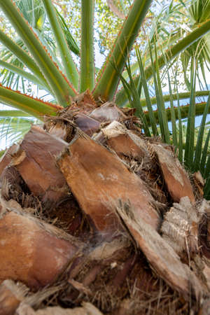 Palm tree shot from the bottom up with focus on the leavesの写真素材