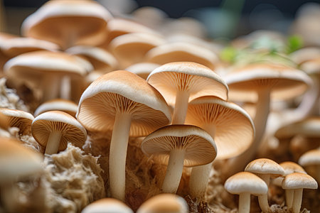 Mushrooms cultivation. Farming and agriculture. Ai Generative imageの素材