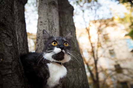 A scared cat on a tree  outdoorの写真素材