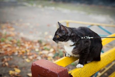 A cat on a leash playing on the wooden bench outdoor in fallの写真素材