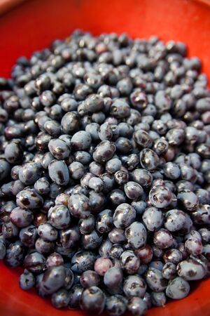 Bucket of freshly harvested ripe grapesの写真素材